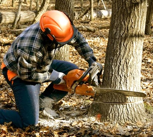 Tree Removal in Long Lake, SD